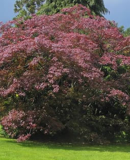 Acer palmatum f. atropurpureum